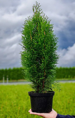 Thuja occidentalis smaragd - thuja, 'smaragd'
