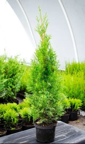 Thuja occidentalis smaragd - thuja, 'smaragd'